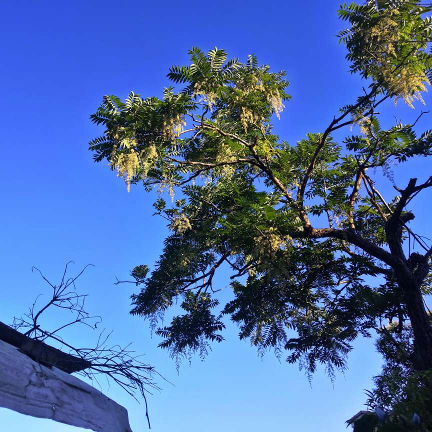 天生尤物花卉苗木基地