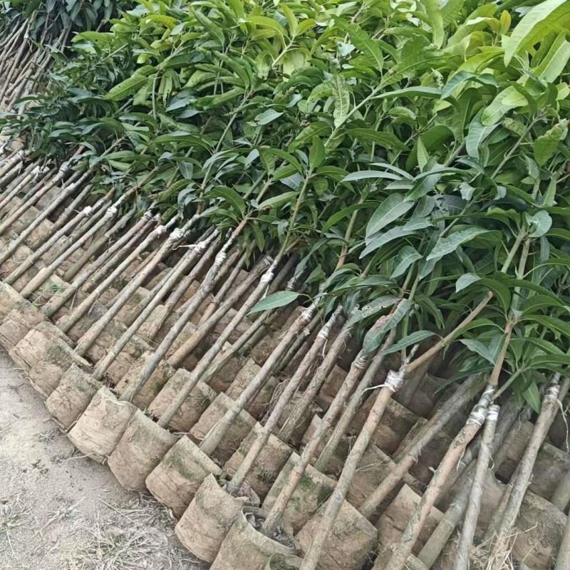 合贏綠化