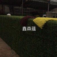 鿴ͼ